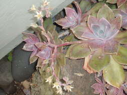 Image of Graptopetalum paraguayense (N. E. Brown) Walther