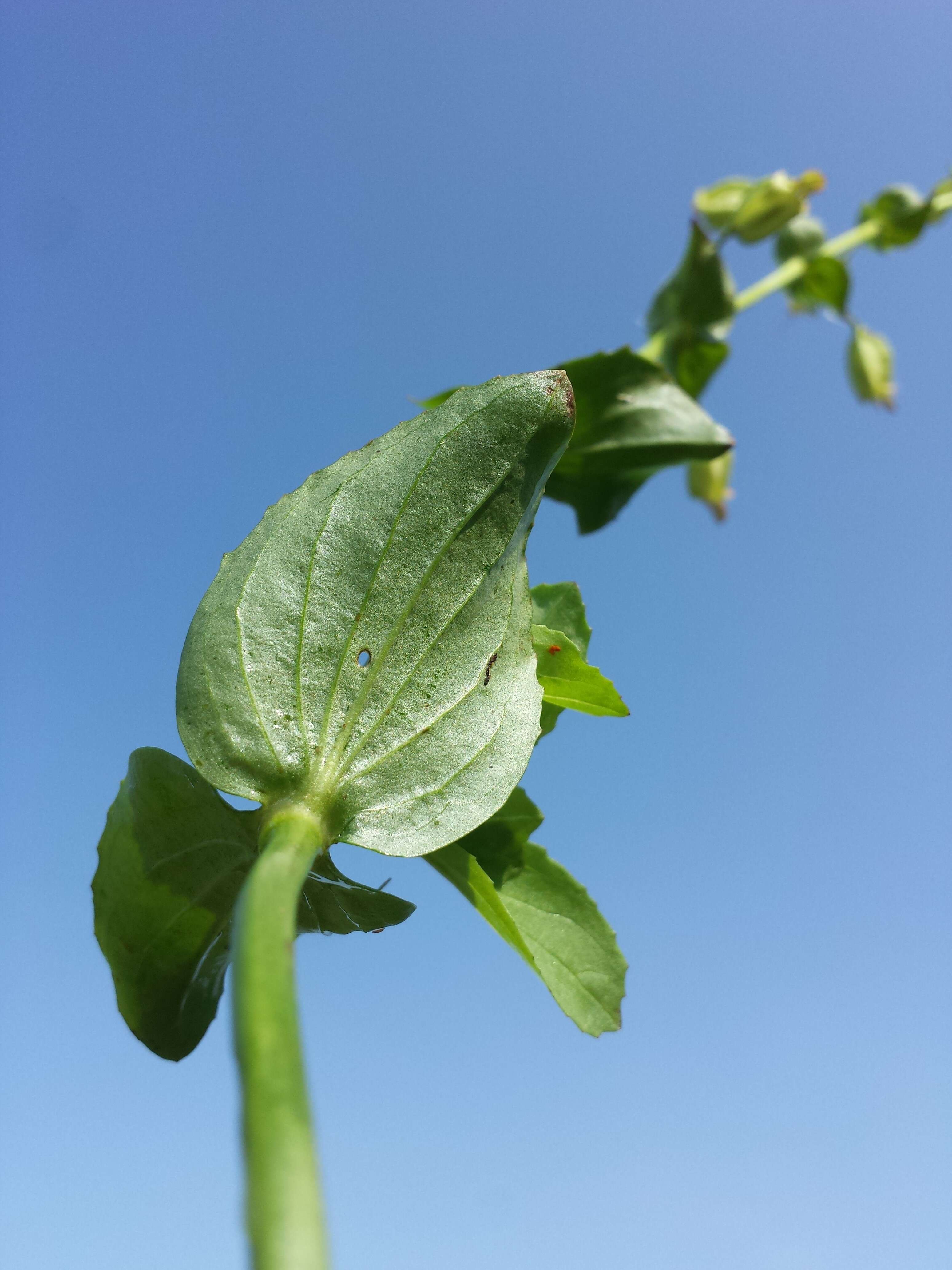 Image of Erythranthe guttata (DC.) G. L. Nesom