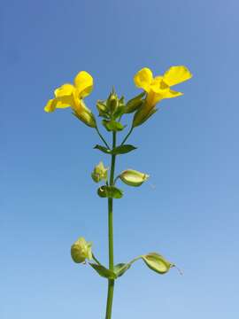 Image of Erythranthe guttata (DC.) G. L. Nesom