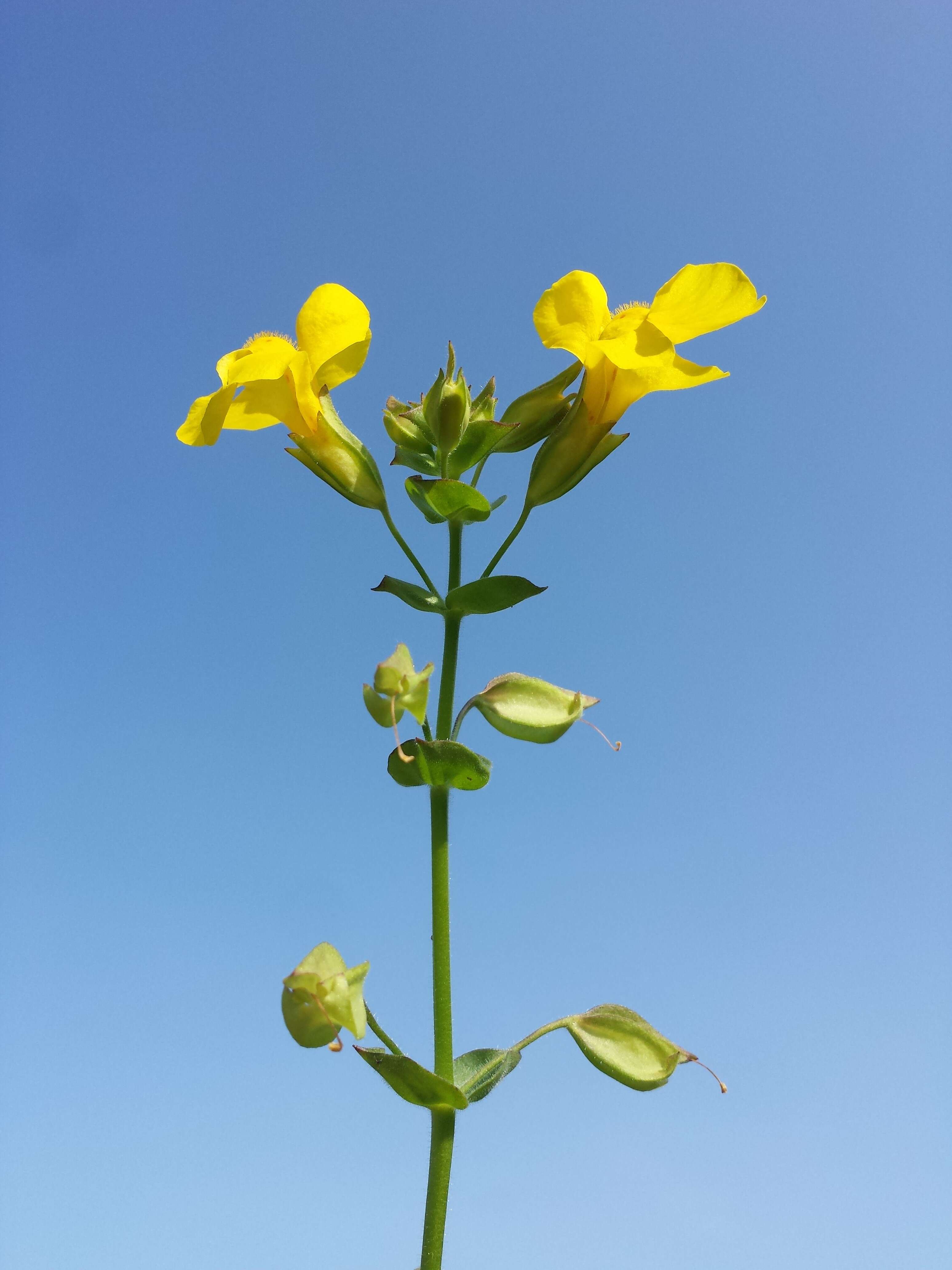 Image of Erythranthe guttata (DC.) G. L. Nesom