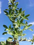 Imagem de Amaranthus blitoides S. Wats.