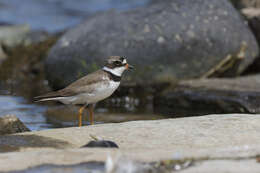 Image of Semipalmated Plover