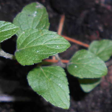 Image of American false pennyroyal