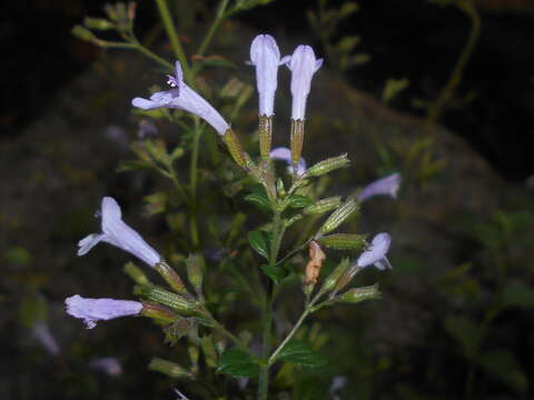 Image of American false pennyroyal