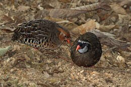 Imagem de Perdicula erythrorhyncha (Sykes 1832)