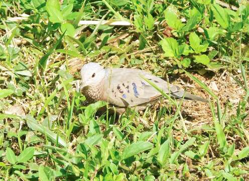 Image of Common Ground Dove