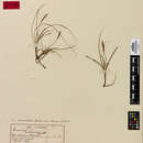 Image of Carex subtilis K. A. Ford