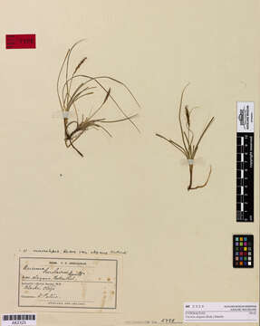 Carex subtilis K. A. Ford的圖片