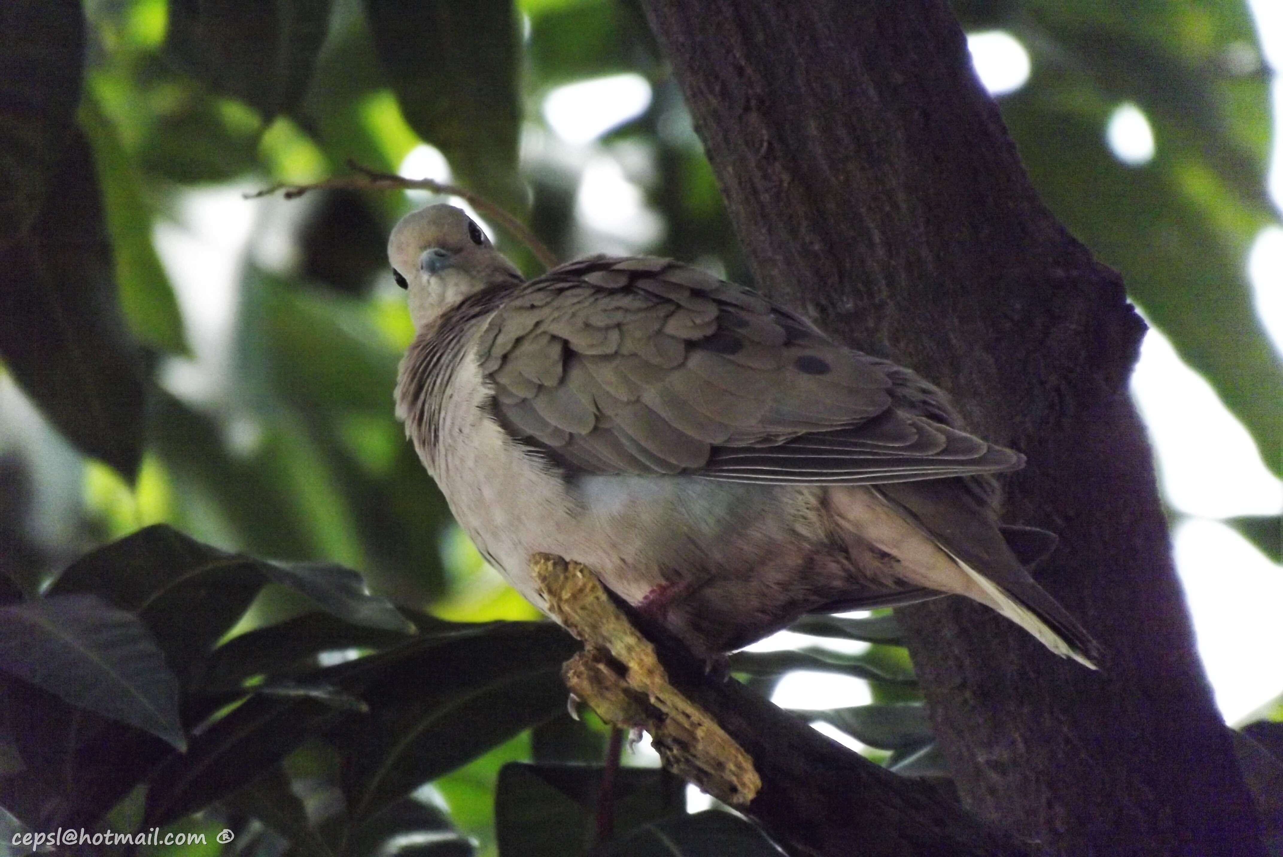 Image of Eared Dove