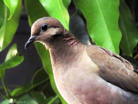 Image of Eared Dove