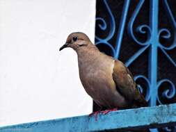 Imagem de Zenaida auriculata (Des Murs 1847)