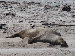 Image of Northern Elephant Seal