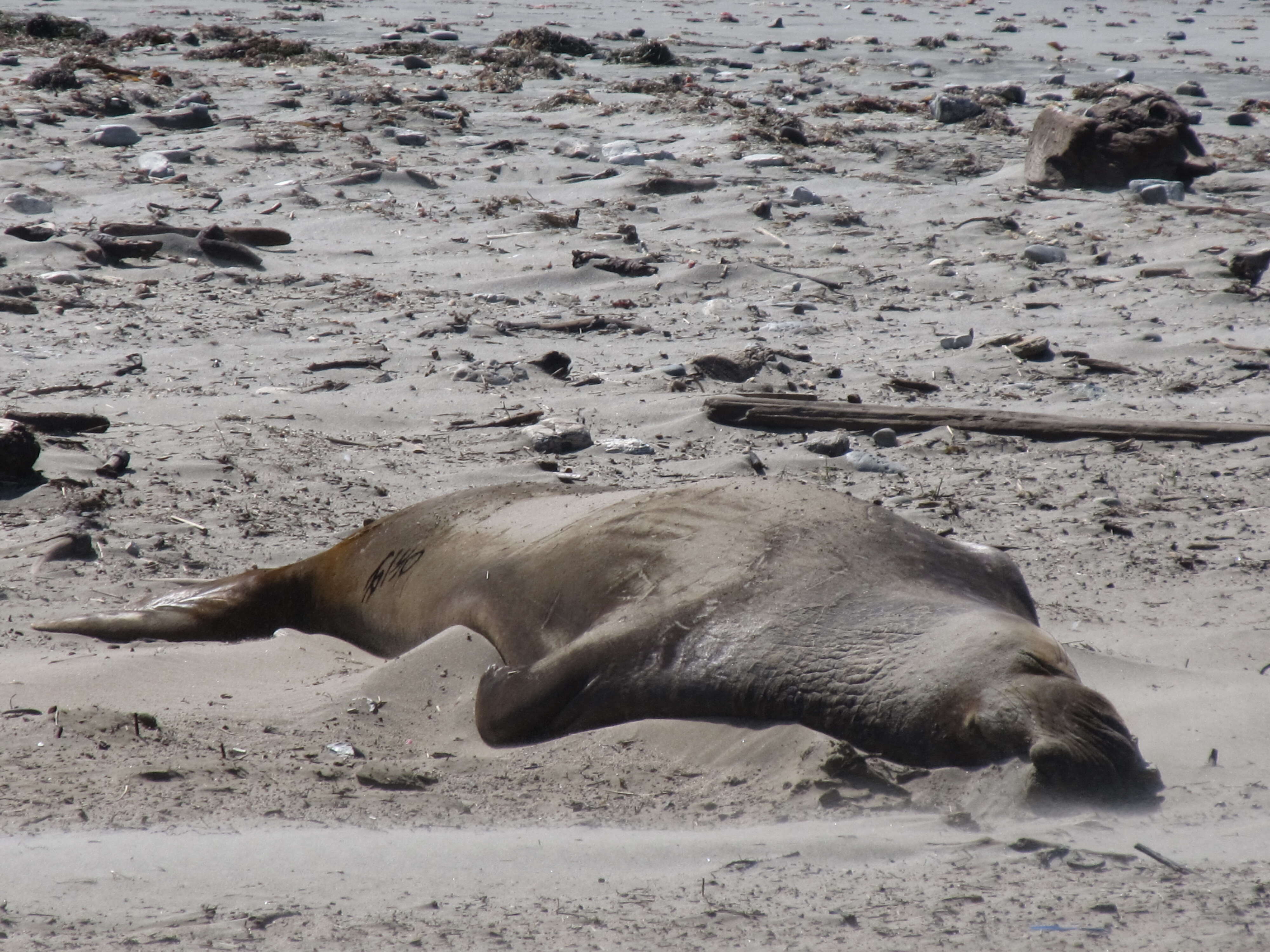 Image of Northern Elephant Seal