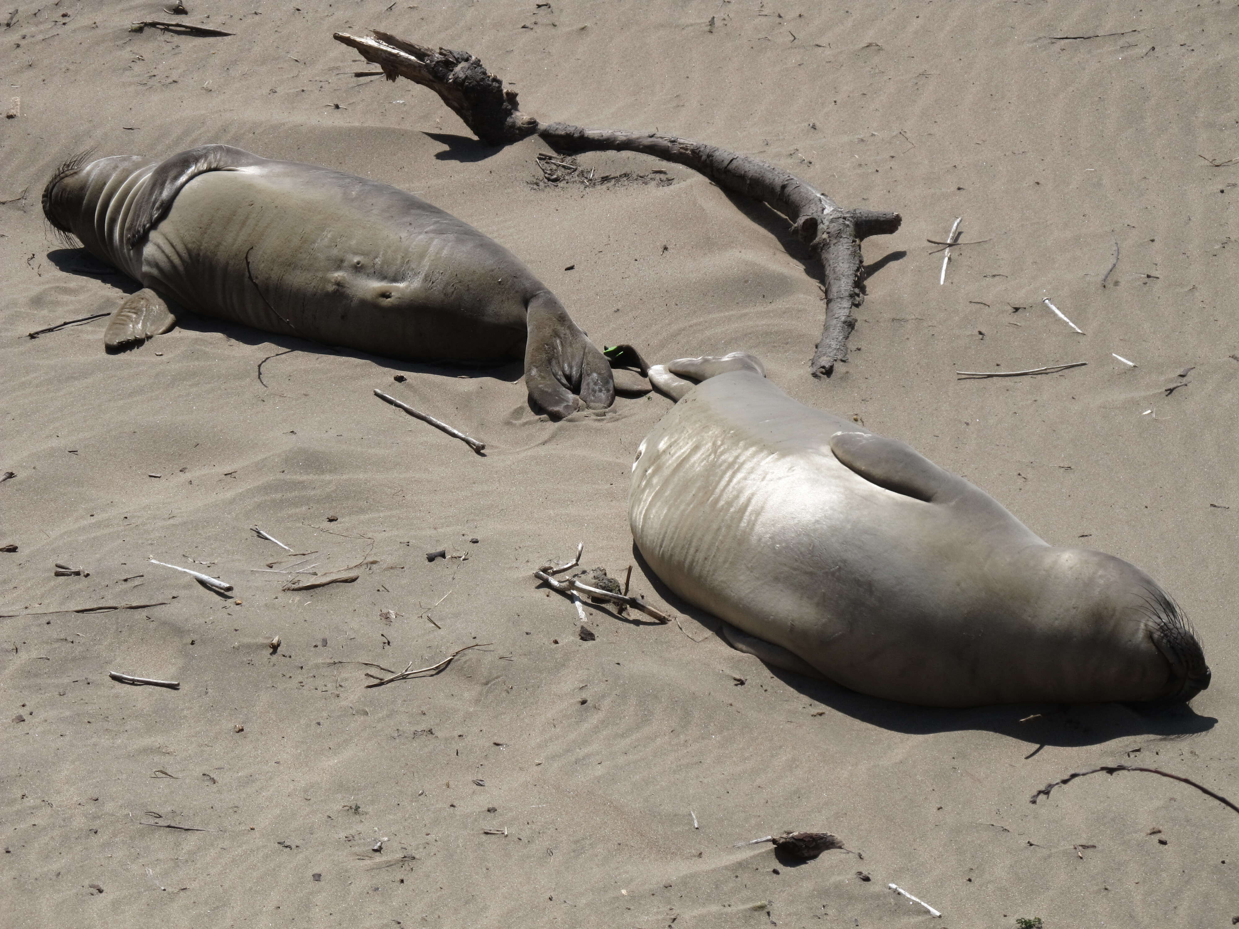 Image of Northern Elephant Seal