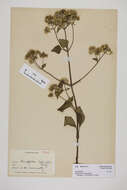 صورة Ageratina adenophora (Spreng.) R. King & H. Rob.