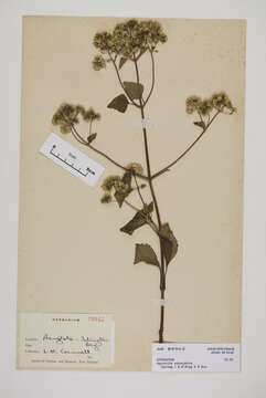 Image of sticky snakeroot