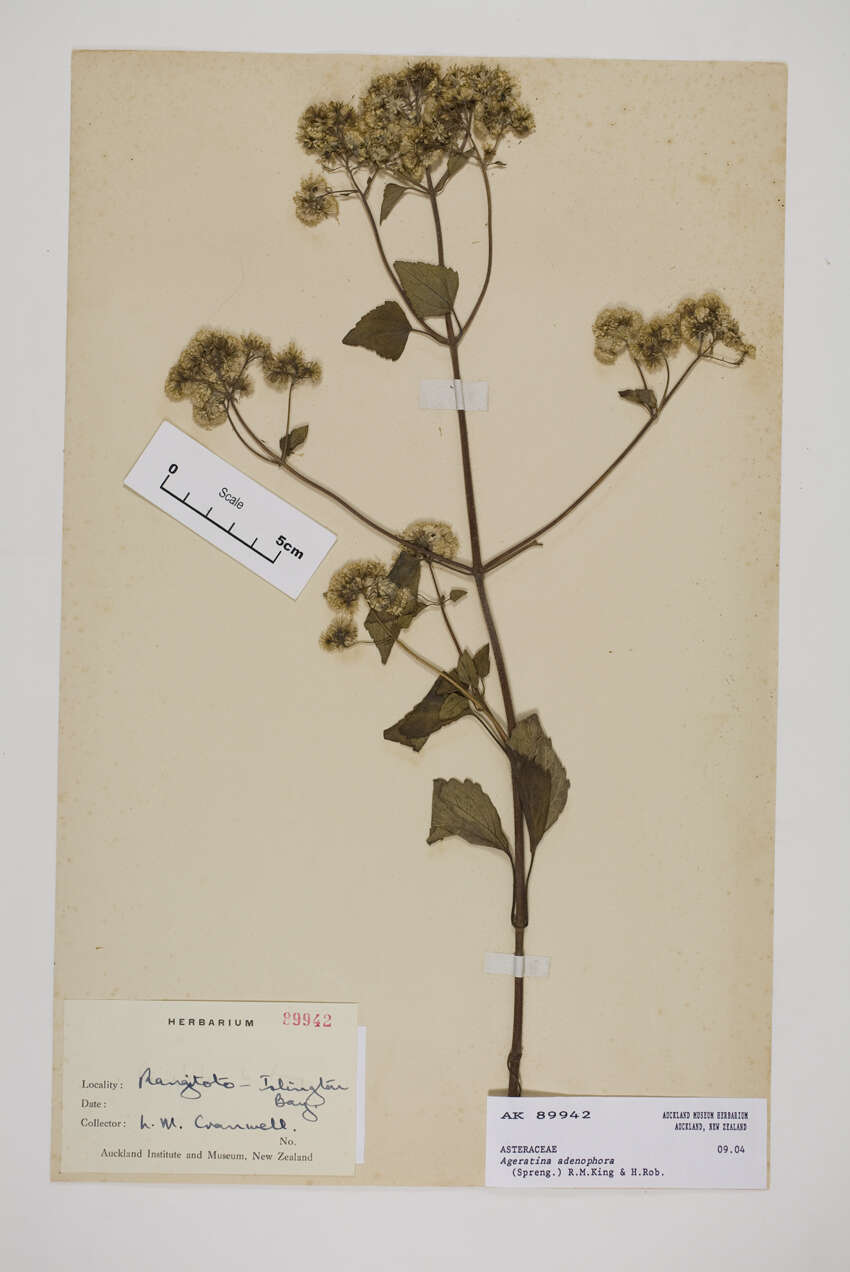 صورة Ageratina adenophora (Spreng.) R. King & H. Rob.