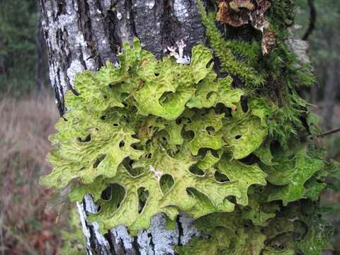 Image of Lungwort