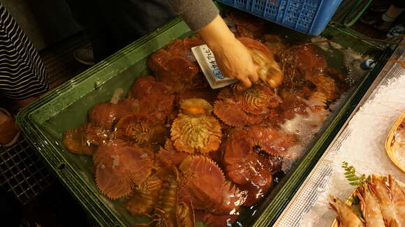 Image of Japanese Fan Lobster