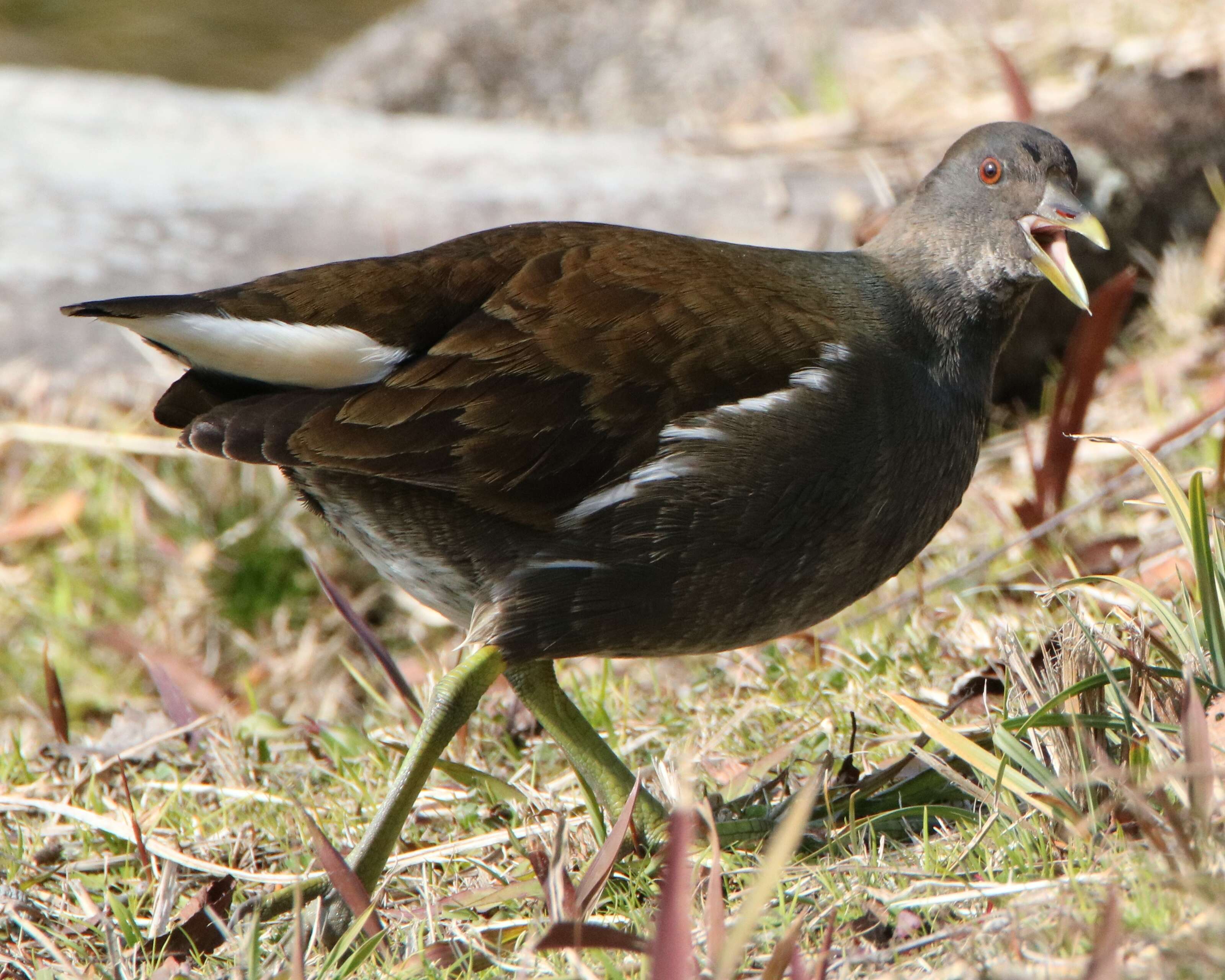 Image of Common Moorhen