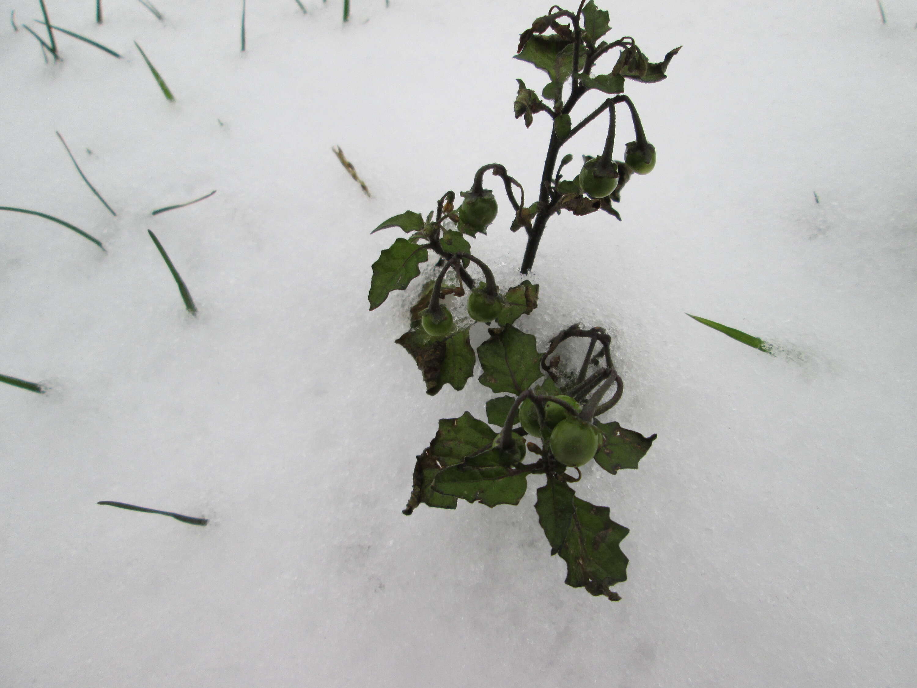 Image of European Black Nightshade