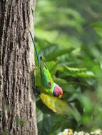 Image of Plum-headed Parakeet