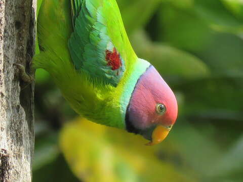 Image of Plum-headed Parakeet