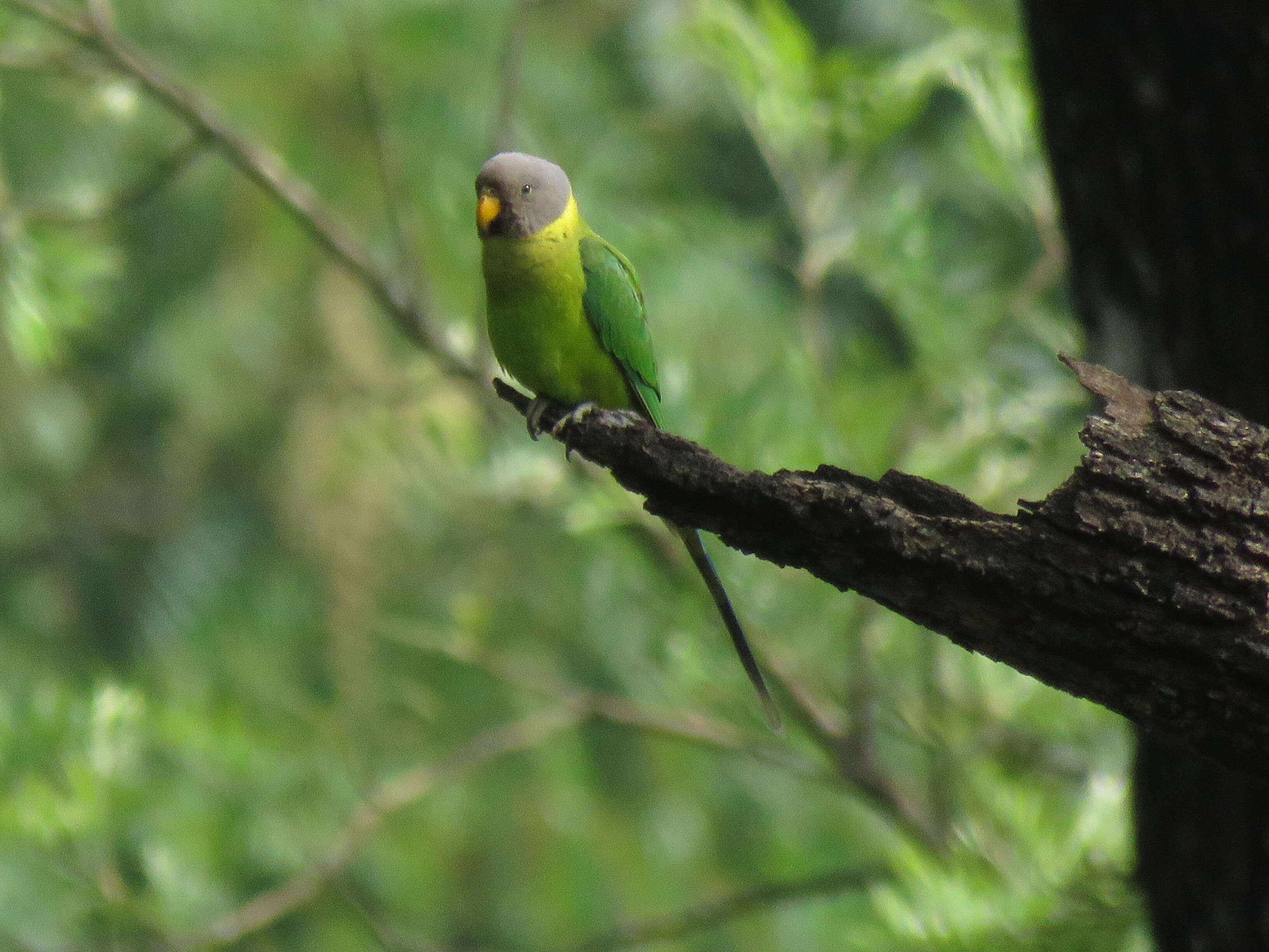 Image of Plum-headed Parakeet