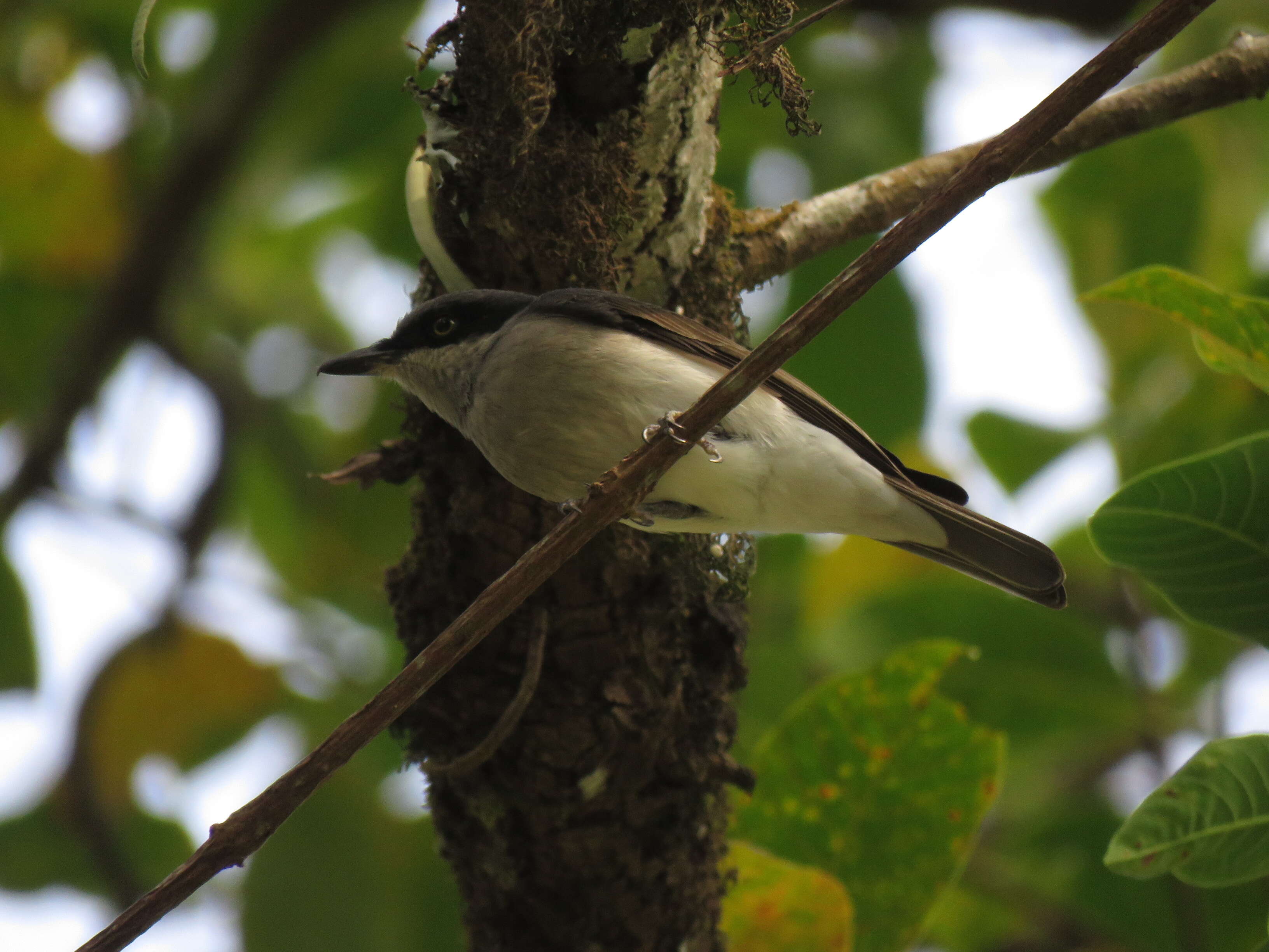 Слика од Tephrodornis sylvicola Jerdon 1839