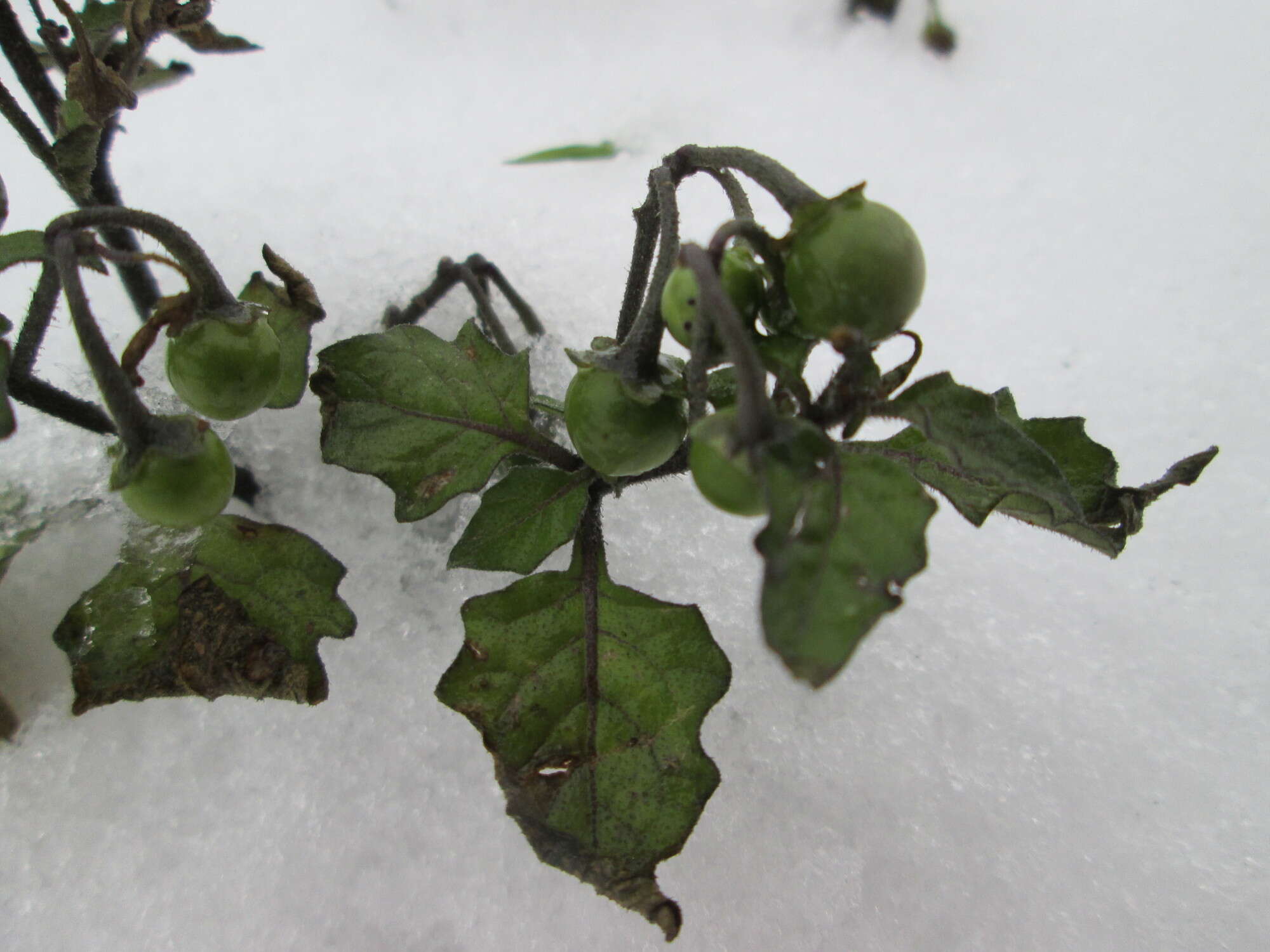 Image of European Black Nightshade