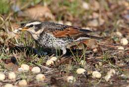 Image of Dusky Thrush