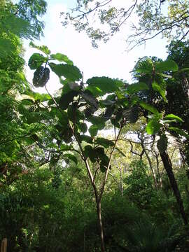 Image of Ficus dammaropsis Diels