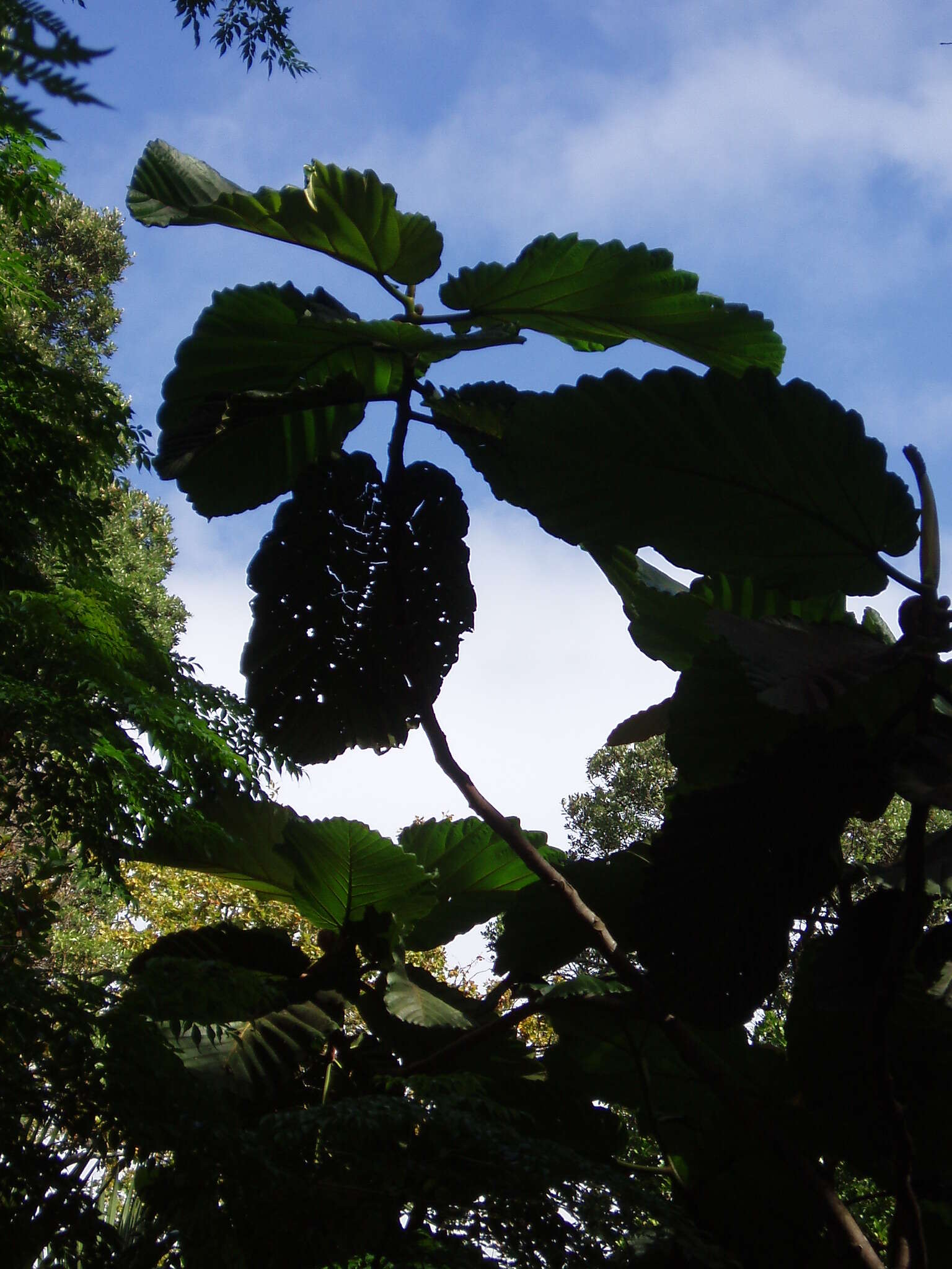 Image de Ficus dammaropsis Diels