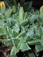 صورة Faucaria felina (Weston) Schwant. & Jacobsen