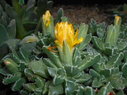 صورة Faucaria felina (Weston) Schwant. & Jacobsen