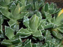 Image of Faucaria felina (Weston) Schwant. & Jacobsen