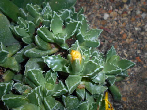 Image of Faucaria felina (Weston) Schwant. & Jacobsen