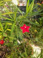 Image of Cypress Vine