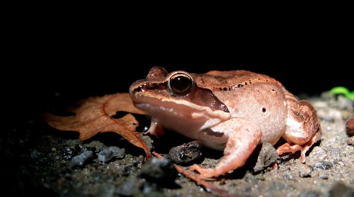 Image of Wood Frog