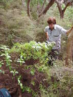 Imagem de Geniostoma rupestre var. ligustrifolium (Cunn.) B. J. Conn