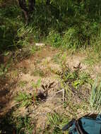 Image of tropical pokeweed