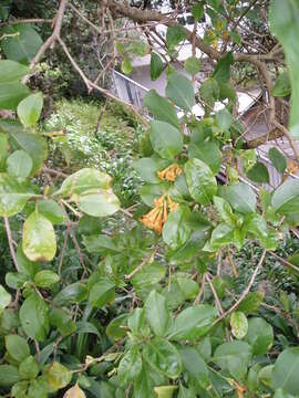 Image of orange jessamine