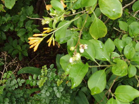 Image of orange jessamine