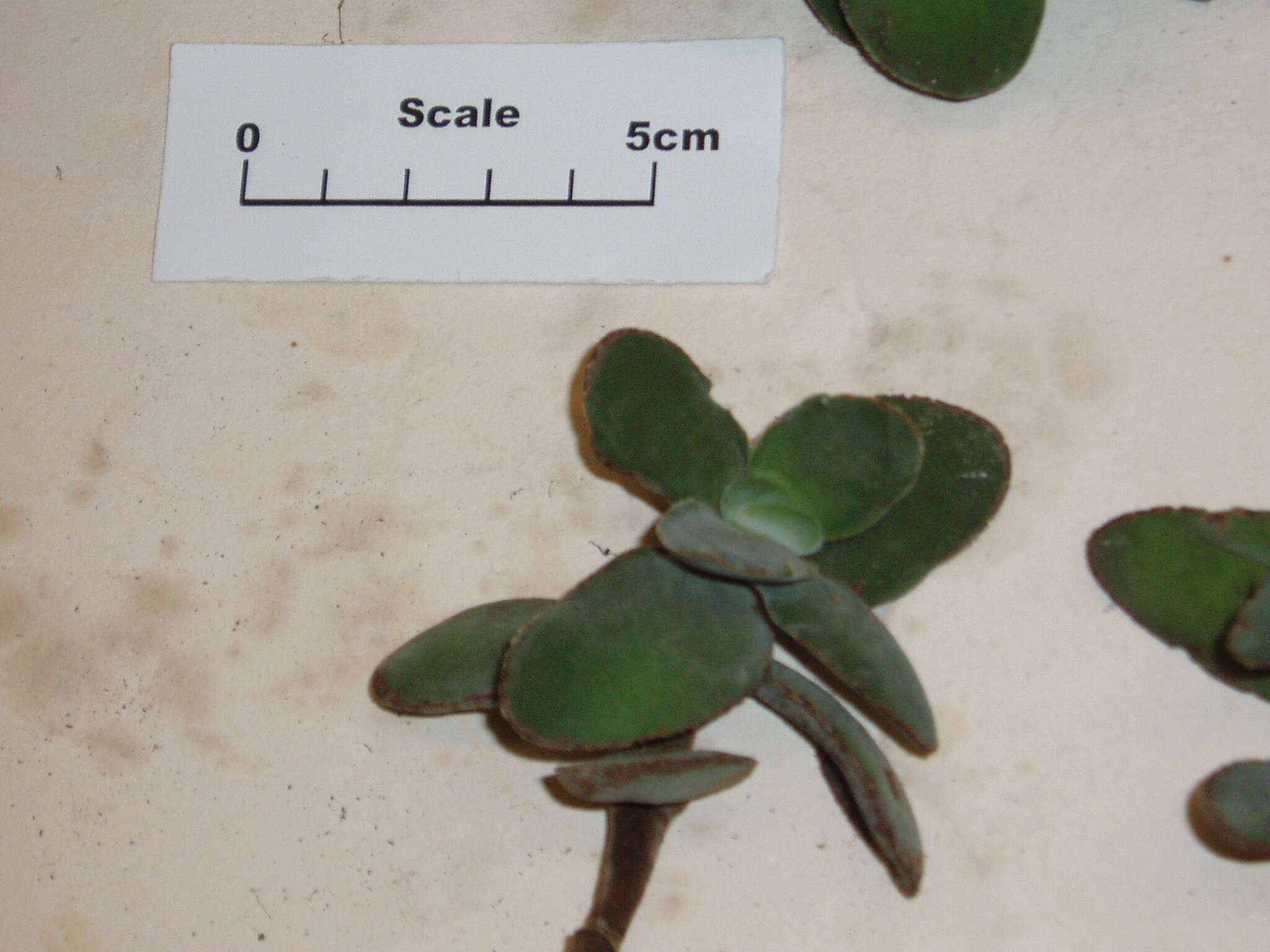 Image of Crassula cotyledonis Thunb.