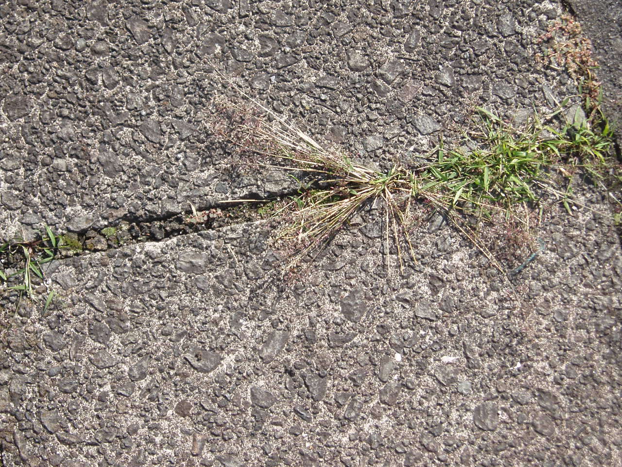 Image of Feather Love Grass