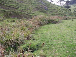 Image of Cyperus ustulatus A. Rich.