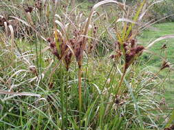 Image of Cyperus ustulatus A. Rich.