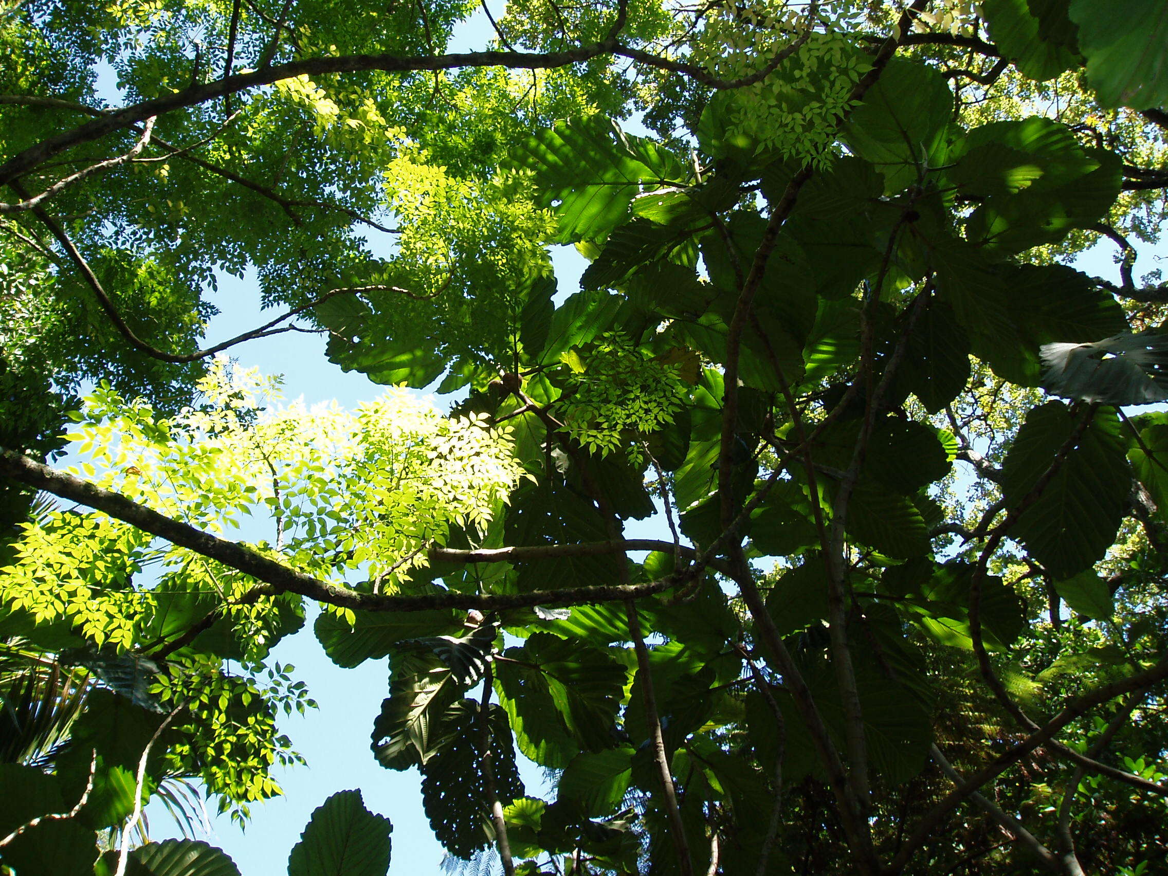 Ficus dammaropsis Diels的圖片