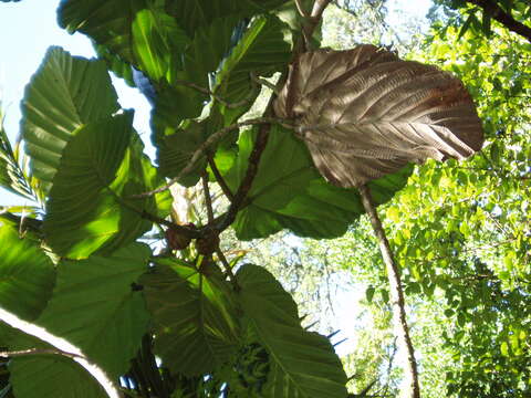 Image of Ficus dammaropsis Diels