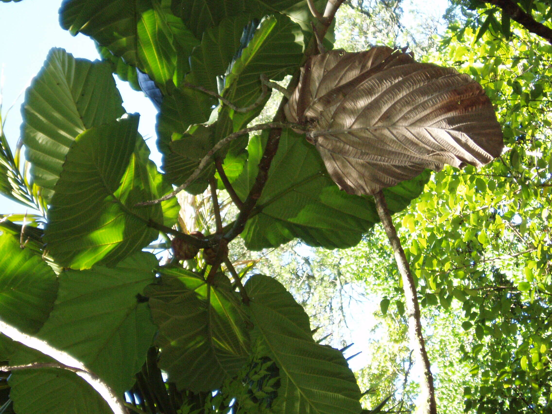 Image de Ficus dammaropsis Diels